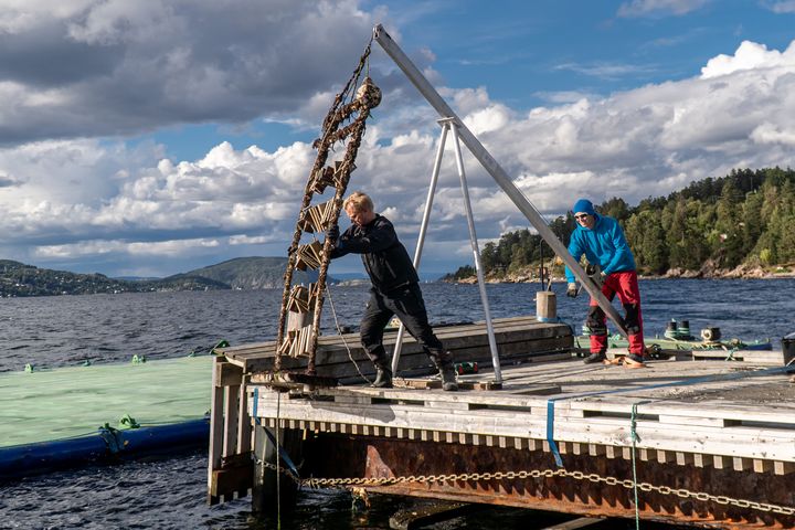 To forskere jobber på en brygge, heiser ned treprøver i sjøen med bakgrunn av skog og vann.
