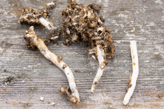 Pælemark lager kalkkanaler inni treverket. Slik ser de ut når de separeres fra treverket.