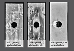 Røntgenbilder av treverk etter påvirkning av sjøvann.