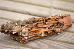 Trestykke med tydelige spor etter havpåvirkning på en trebrygge.