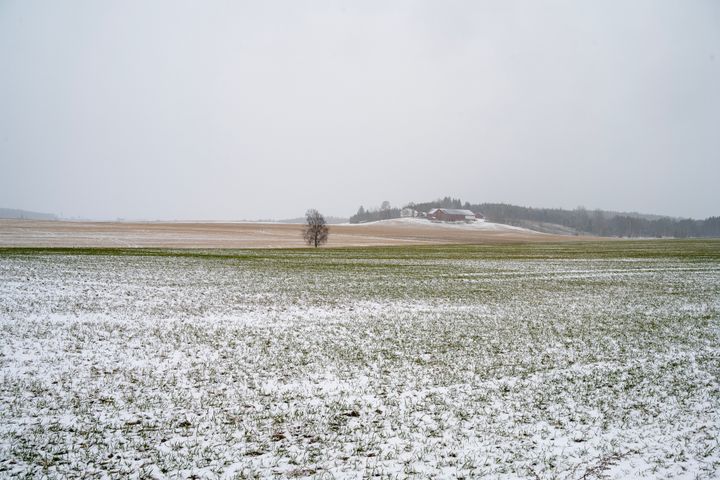 Rekneskapa til bøndene som er med i «Driftsgranskingane» viser at kornbøndene hadde eit svært godt år i 2024.