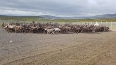 En stor flokk reinsdyr i en innhegning på et åpent landskap.