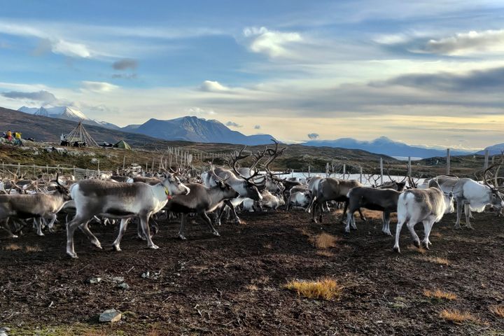 En flokk med reinsdyr beiter i et fjellandskap.