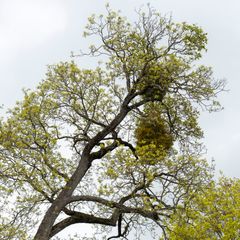 Et tre med misteltein vokser blant grenene.