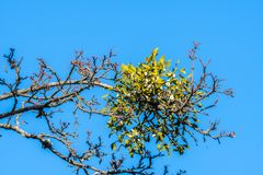 Misteltein vokser på grener mot en blå himmel.
