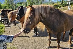 Hva om hesten selv kunne fortelle oss hva den foretrekker – om dekken, trening eller utstyr?