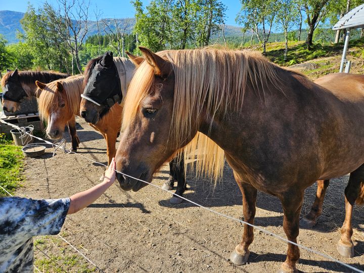 Hva om hesten selv kunne fortelle oss hva den foretrekker – om dekken, trening eller utstyr?