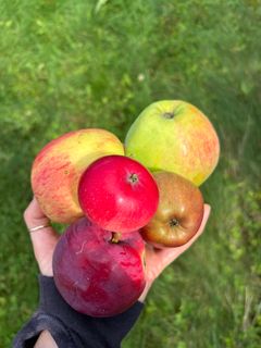 I Norge har vi et stort sortsmangfold av gamle eplesorter.