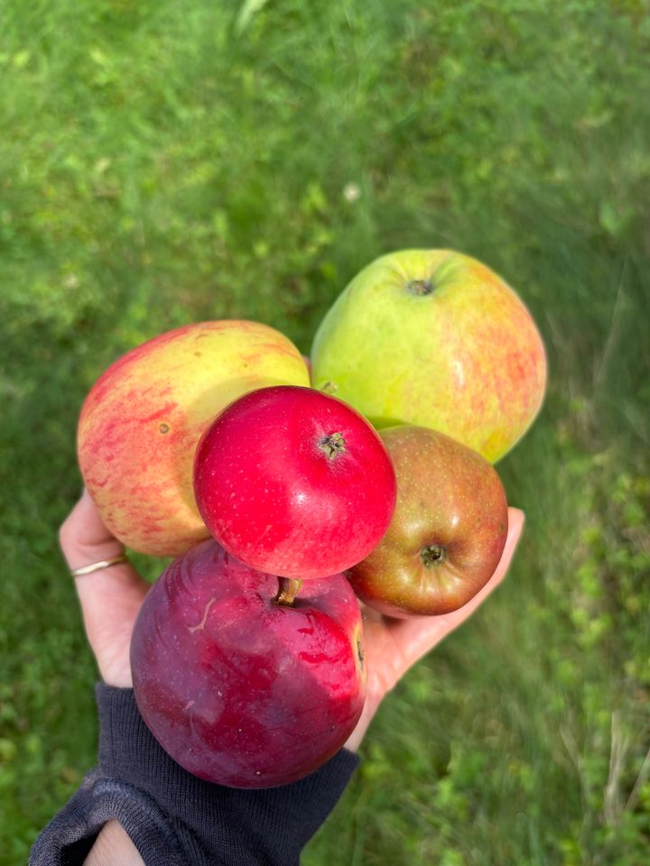 I Norge har vi et stort sortsmangfold av gamle eplesorter.