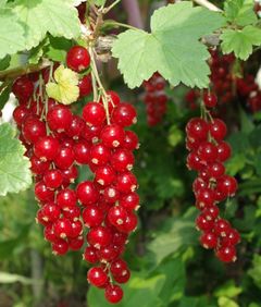 Også eldre rips-sorter blir tatt vare på.