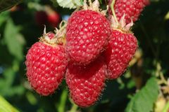 Norge har også flere gamle bevaringsverdige bringebærsorter.