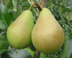 Njøs frukt- og bærsenter har også en samling med gamle pæresorter.