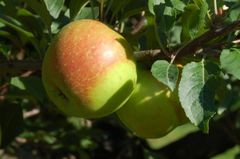 Eplesorten Torstein.