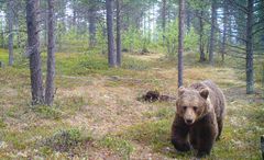 Bjørn besøker hårfelle i Karasjok sør sommeren 2025.