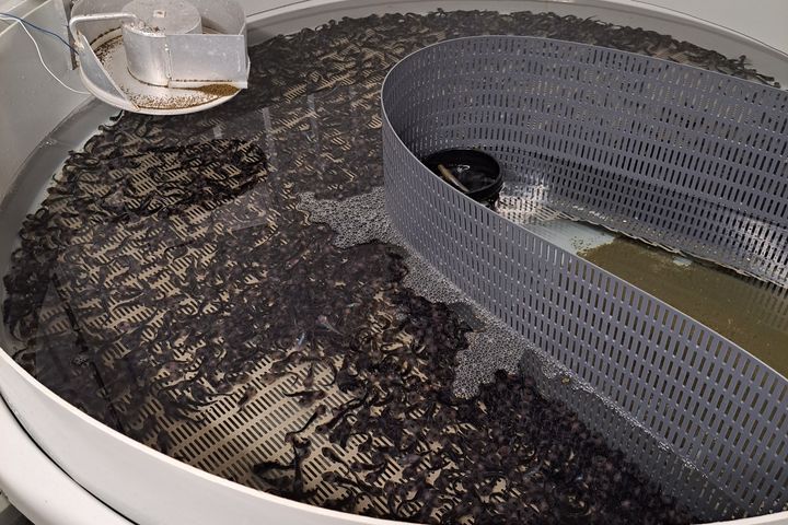 Startfôring av flekksteinbit.