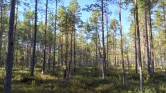 Det er viktig å ta vare på områder med mye karbon. Eksempler på karbonrike områder er skog og myr.