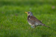 Gråtrost som står på en gressplen.