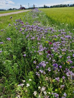 Blomsterstripe langs veien i en grønn kornåker under en blå himmel.