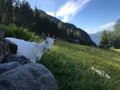En hvit geit ligger i en grønn eng med fjell og sjø i bakgrunnen.