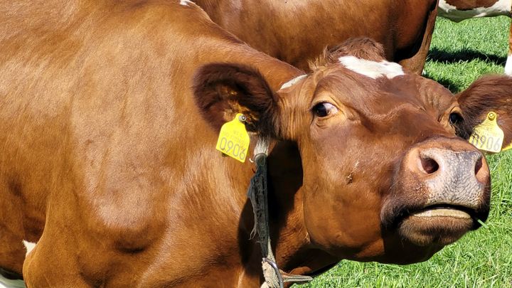 En brun ku med gult øremerke står på en grønn eng.