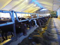 Bilde av flere melkekyr som står på rekke i en moderne låve og spiser silo.