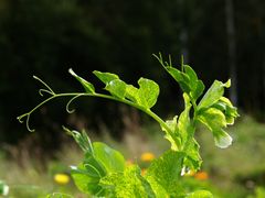 Bilde av en sukkerertplante med tegn på ertesykdom forårsaket av ertemosaikkvirus.