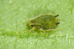 En nærbilde av en voksen bladlus på et blad.