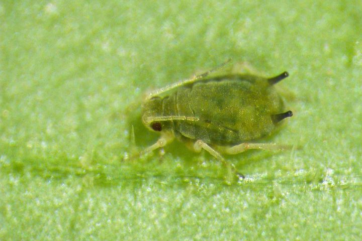 En nærbilde av en voksen bladlus på et blad.