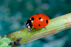 En marihøne sitter på en grønn stamme.