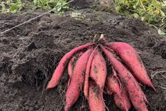 En haug med røde søtpoteter ligger på jorden, omgitt av jord og planteblader.