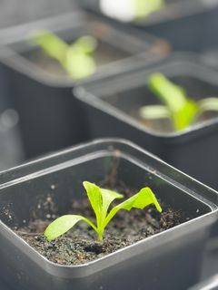 Prosjektet med nye salater tar sikte på å utvikle alternativer til dagens sorter. Forskerne har lykkes med å gjøre planter mer resistente mot storknolla råtesopp og dermed vist at det er mulig å få det til. Nå skal de også jobbe med sykdommer som salatbladskimmel og salatantraknose i et nytt prosjekt.
