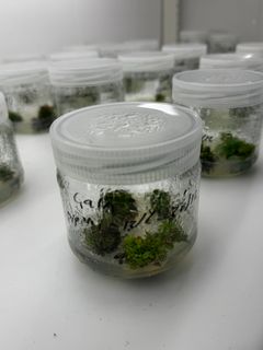 Genredigerte epler som ikke blir brune og som er mer resistente mot skurv, er et annet viktig prosjekt.