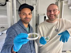 Sjur Sandgrind, forsker ved NIBIO, og Magne Nordang Skårn, overingeniør ved NIBIO, håper å utvikle en genredigert potet som skal er mer resistent mot potetsjukdommen tørråte.