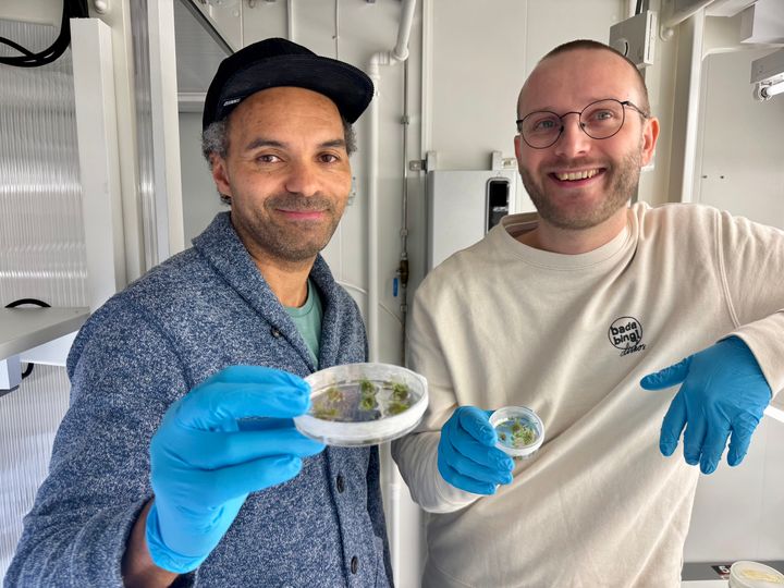 Sjur Sandgrind, forsker ved NIBIO, og Magne Nordang Skårn, overingeniør ved NIBIO, håper å utvikle en genredigert potet som skal er mer resistent mot potetsjukdommen tørråte.