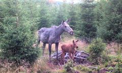 En elgku står ved siden av en elgkalv i en skog.