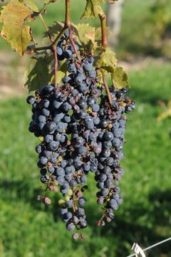 Klimaet i nord krev at druene har kombinasjonen av kuldetoleranse, sein knoppbryting og kort utviklingstid. Frå Waupoos Estates Winery, Ontario, Canada.
