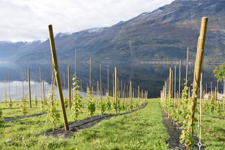 Prosjekt druedyrking i kjølig klima har som hovudmål å legga til rette for etablering av nettverk, kunnskapsbygging og forsking på druer dyrka i norsk klima.
