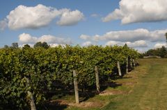 Nordlege og kalde vinregionar er ikkje lenger ein kuriositet, men ein del av ein global trend. Nye druesortar og ny kunnskap er med på å forme framtidas vin. Frå Waupoos Estates Winery, Ontario, Canada.