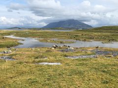 Naturbeitemark i mosaikk med kystlynghei Alstahaug kommune i Nordland.