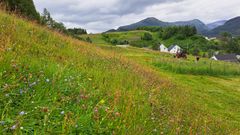 Bruk er viktig for at semi-naturlig eng og verdiene vi finner i disse engene, slik som biodiversitet. Rundt 40 % av alle ASO-engene er intakte, selv om det mange steder er en ressurskrevende jobb å utføre skjøtsel. Bildet viser en semi-naturlig eng i UKL område Engan/Ørnes og Kjelvik i Sørfold kommune, Nordland.