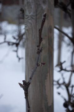 Blomeknoppar og bladknoppar på eplegrein.
