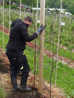 Unge, nyplanta tre skal som hovudregel skjerast varsamt.