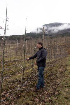 Fruktforskar Darius Kviklys i eit av eplefelta til NIBIO Ullensvang. Trea er planta på svak grunnstamme.