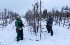 Silje Glømmen og Jard Opedal i gang med skjering i eplefelt på Lofthus i Ullensvang.