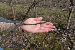 Grein med sporehus frå frukttrekreft. Slike greiner er det viktig å skjera vekk og få ut av hagen.