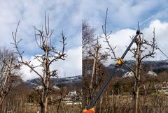I biletet til venstre ser ein fleire leiargreiner som konkurrerer. Til høgre har Signe Glømmen latt berre eitt stå att. Også dette vert klypt tilbake slik at treet ikkje vert for høgt. Biletet er av eit pæretre. Prinsippa for skjæring i eple er nesten like.