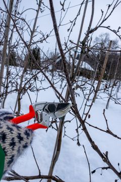 Eplegrein med tydeleg skilje mellom årsskot og toårig ved.