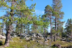 Urskoglignende skoglandskap med spredte trær og steiner i Innlandet fylke.