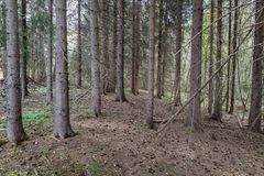 At man hogger mer skog enn det som vokser til, er ikke nødvendigvis et problem på kort sikt. Men det er en ny situasjon for Norge, etter over hundre år der skogens årlige tilvekst har vært høyere enn avvirkningen. Mye av forklaringen er at skogen som ble plantet etter andre verdenskrig nå er hogstmoden. Bildet viser en typisk produksjonsskog med grantrær.