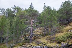 Naturskog med tette furutrær, grønn mark, og en variert skogbunn.